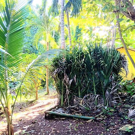 La Familia Guest House And Natural Farm Port Antonio Kültér fotó
